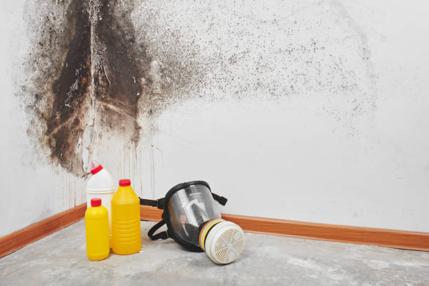 Professional Mold Removal in Taylor, PA
