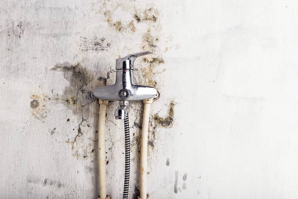 Best Mold Removal Near Me  in Taylor, PA
