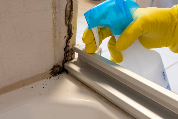 Best Crawl Space Mold Removal  in Taylor, PA