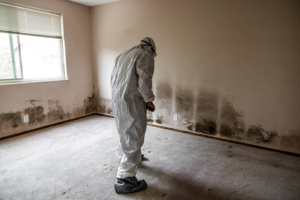 Best Certified Mold Removal  in Taylor, PA